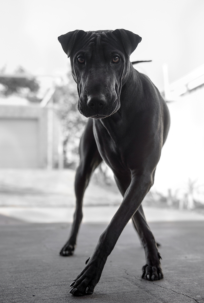 Ari3