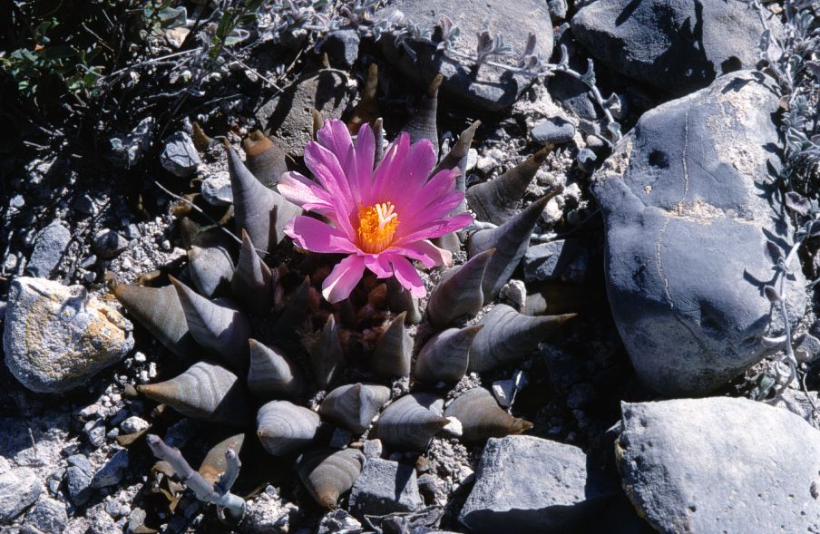 Ariocarpus confusus - Aramberri