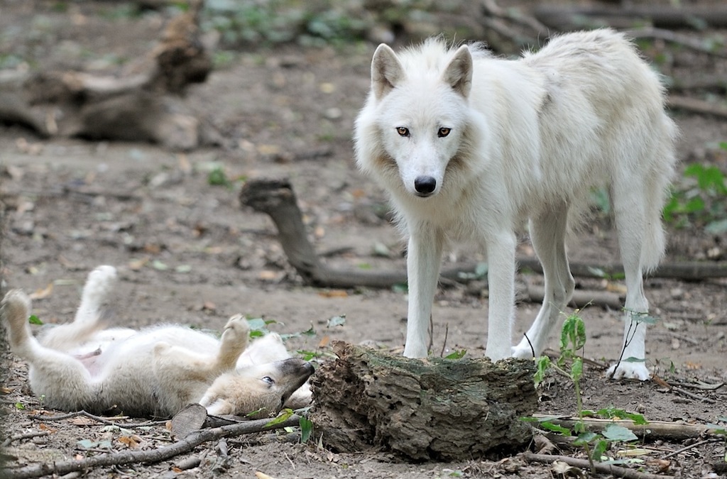 Arktischer Wolf