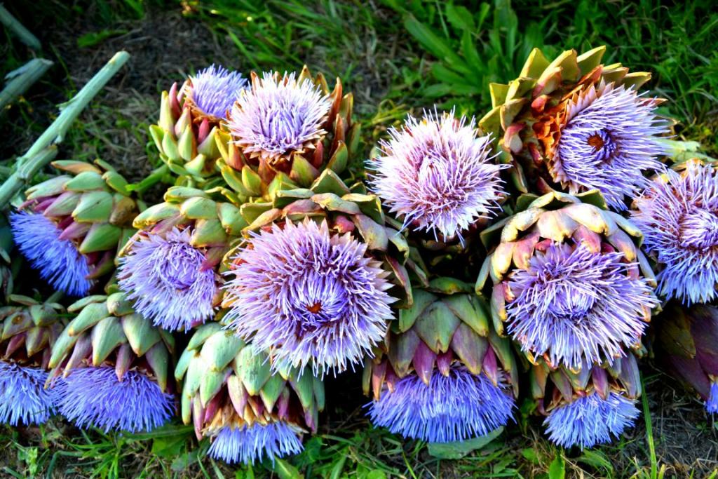 Artischocken Blüten