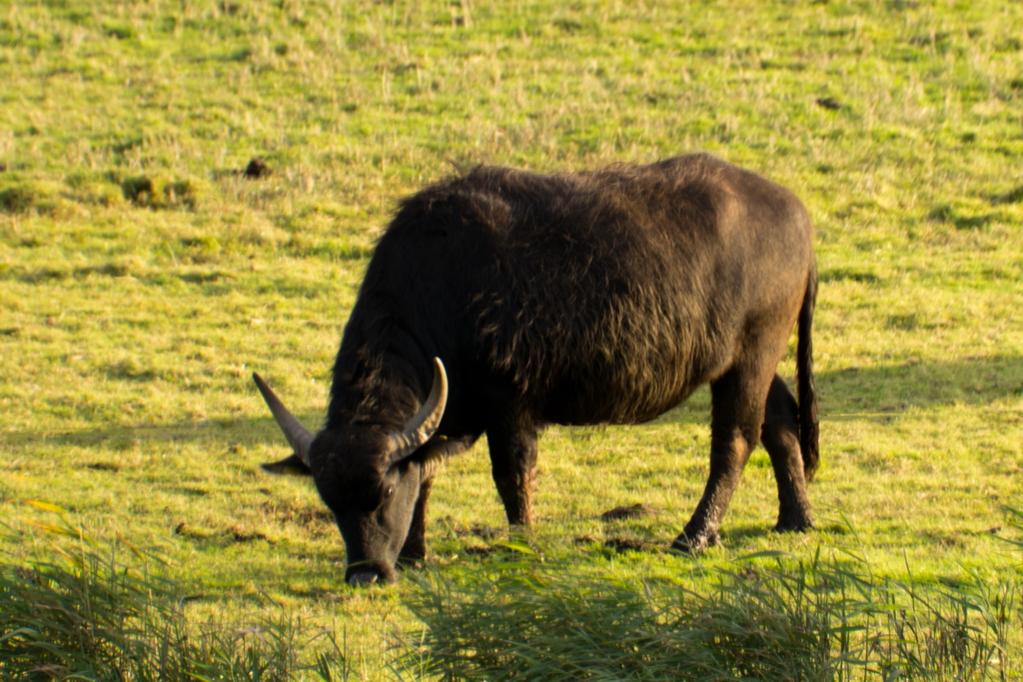 Asiatischer Wasserbüffel am Bodden bei Prerow