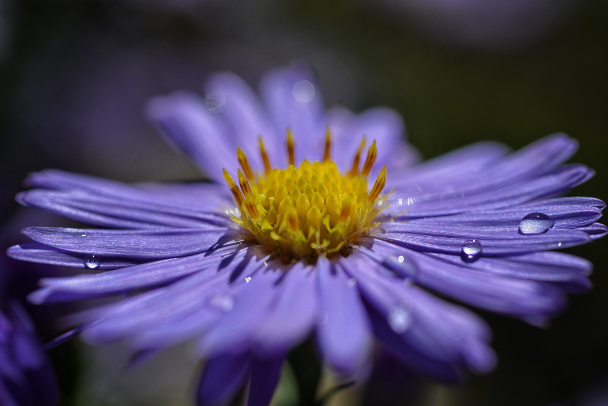 aster blau 2017