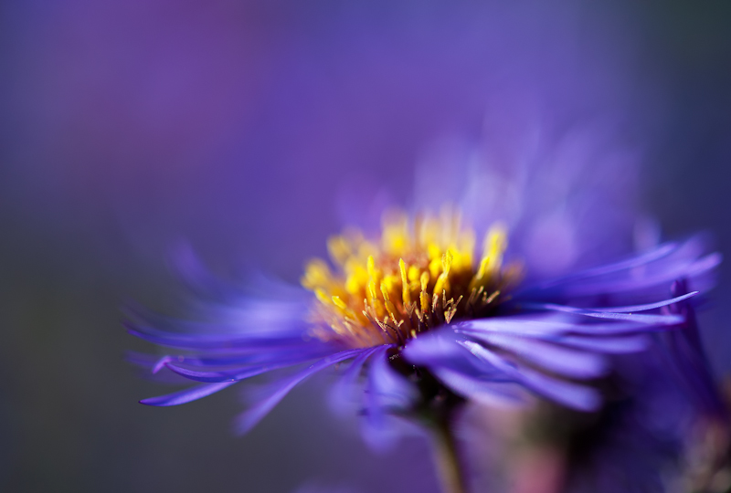 Aster
D700, Micro Nikkor AF-S 105/2.8, f 4.5, 1/1250 s