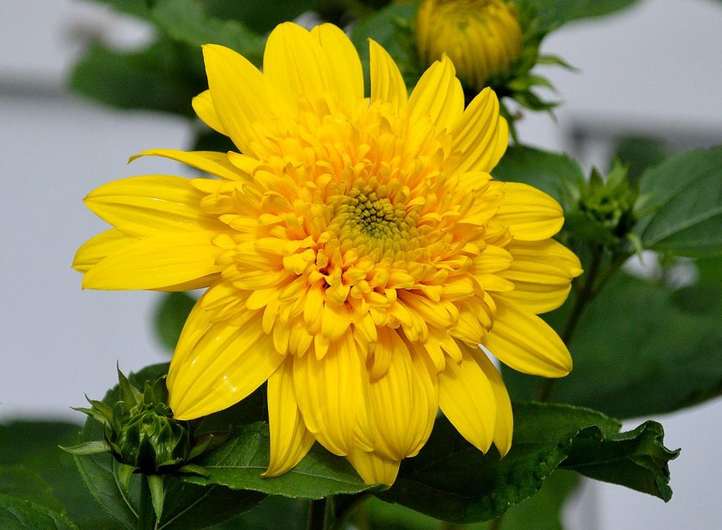 Aster