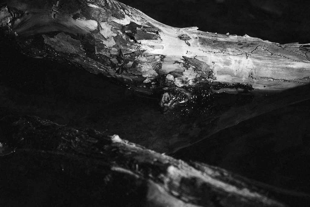 AstImSchlachtensee 0022 111013 SW 1024x685