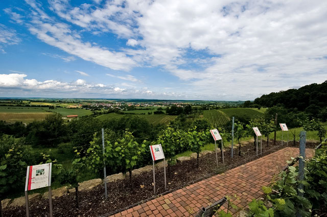 ASV   Weingut Kern less Tee 12 06 2010 001