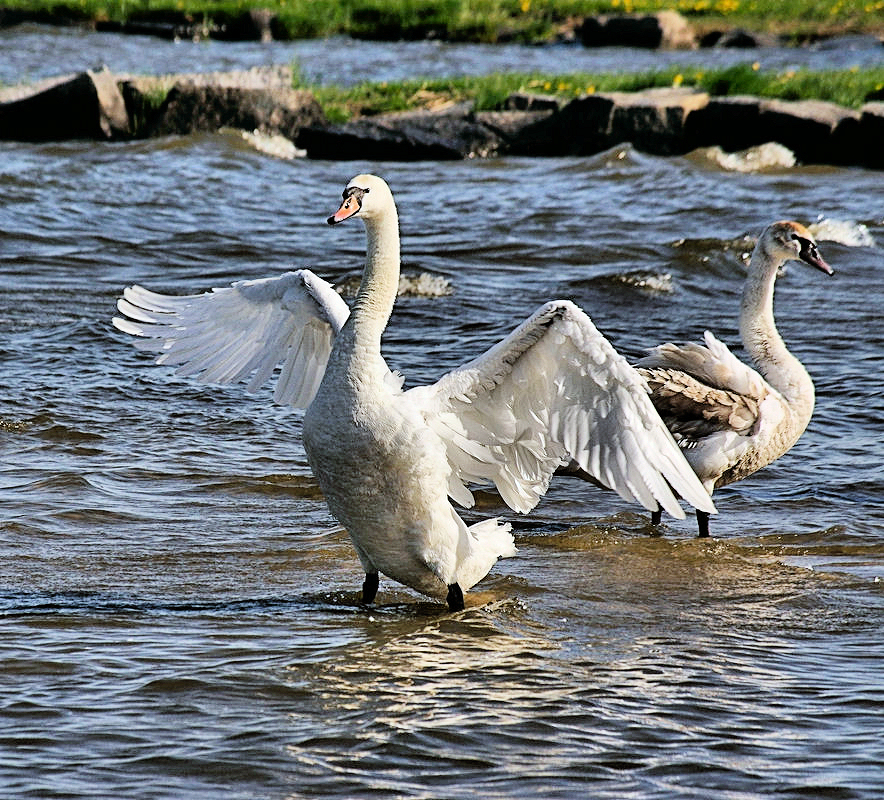 Auch an der Ostsee Ueckermünde haben sie Hunger.jpg