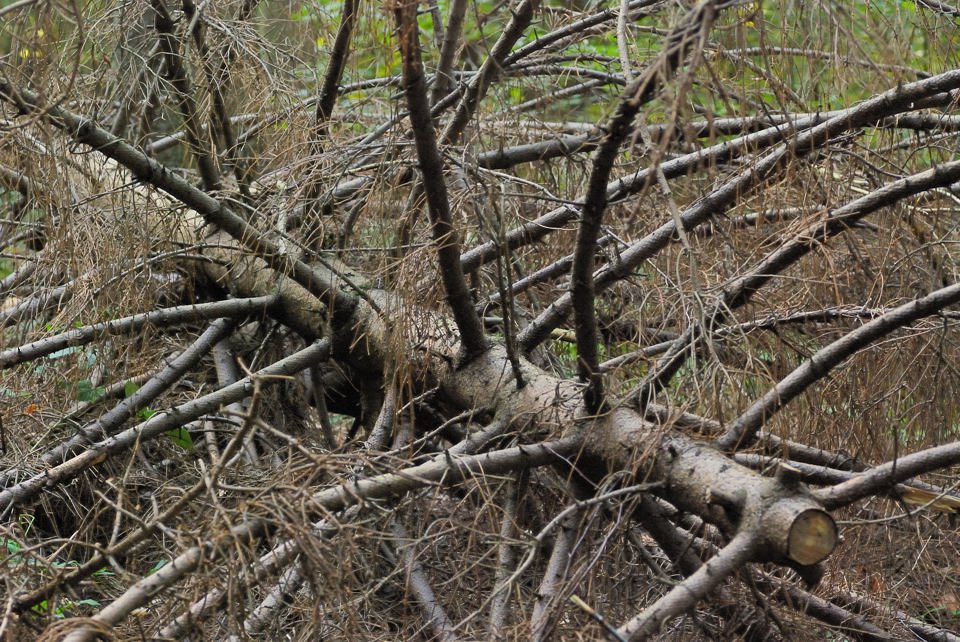 auch ein baum
