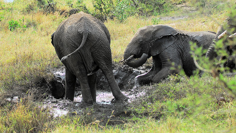 Auch Elefanten lieben Schlammbäder
Nähe Lobo, Serengeti
0981