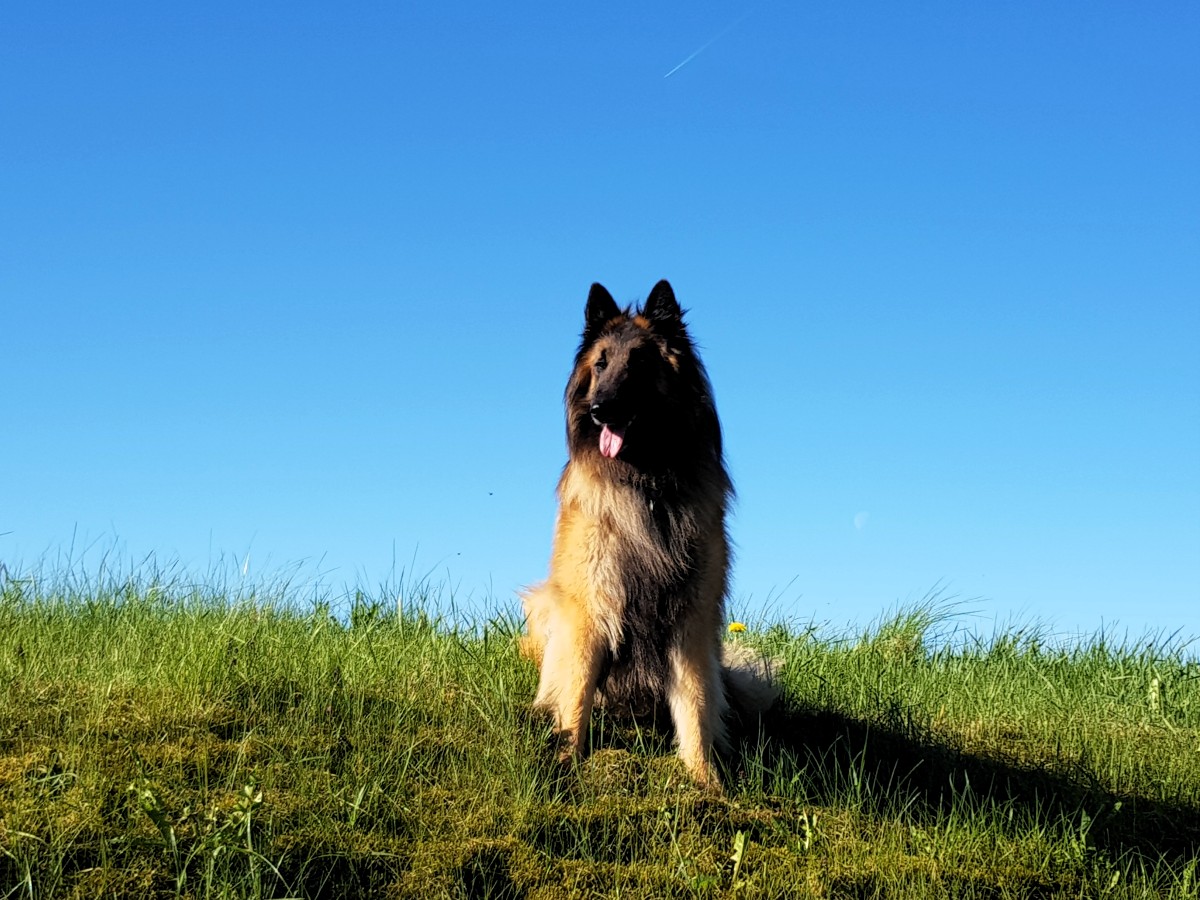 Auch hier Handy, aber das gleiche Problem mit diesen Aufnahmen wie immer. Wie bekomme ich bei unserem Hund die Maske raus? Das Auge nimmt es doch auch