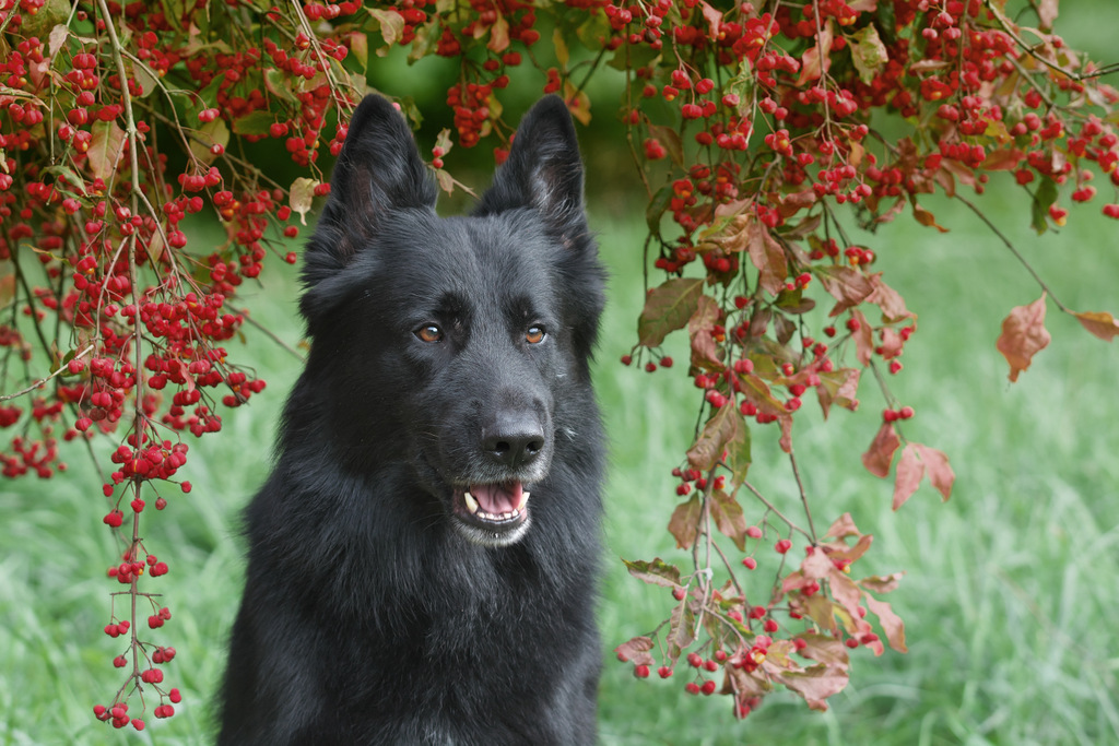 Auch mir stehen Pfaffenhütchen gut - Schröder