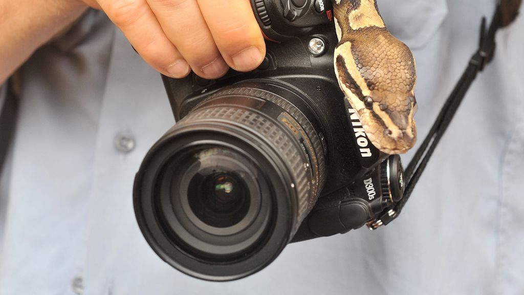 Auch Pythons lieben Nikon
Python-Tempel, Ouidah
6914