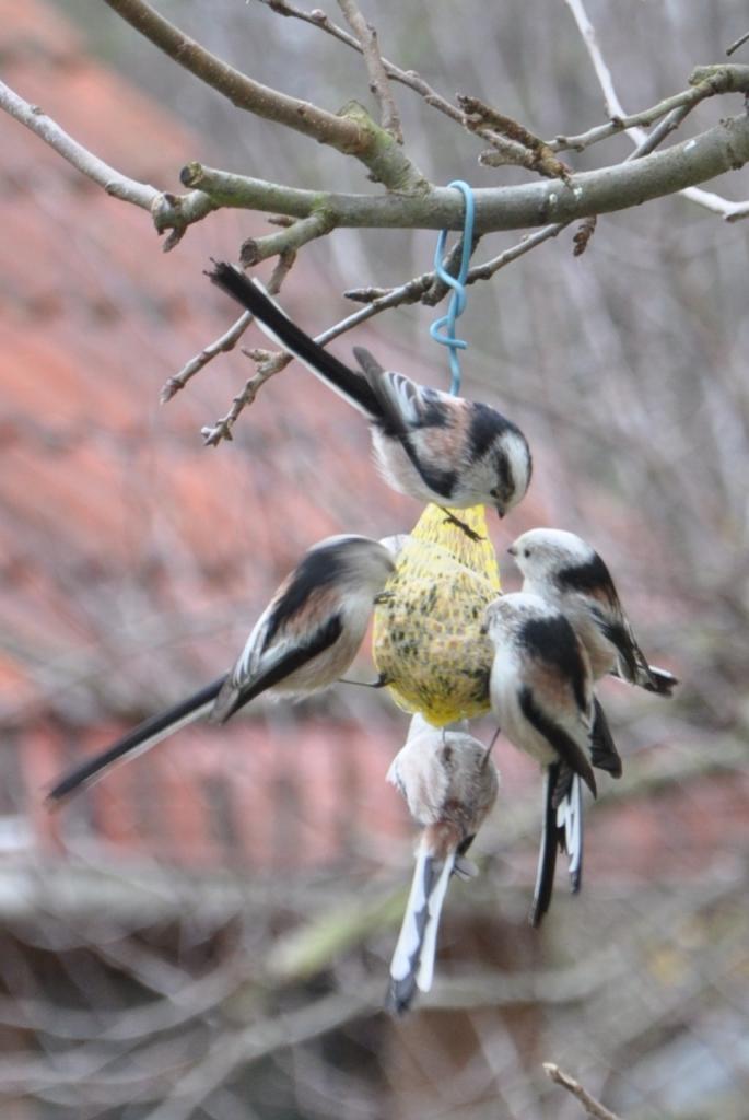 Auch unsere geflügelten Freunde wollen versorgt sein.
ISO 640
105 mm
1280 x 856
1/30
F 5.6
WB Auto