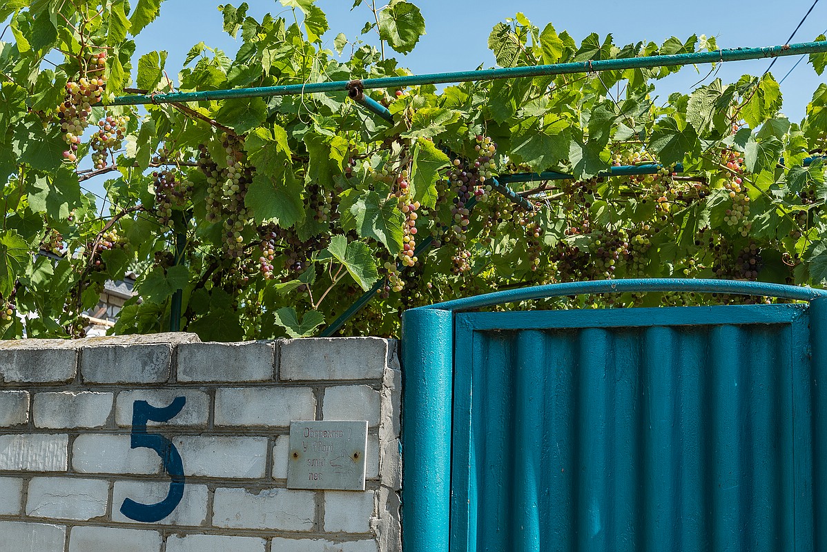 Auch Weinpflanzen können Schatten spenden bei der unglaublichen Hitze hier im Sommer
