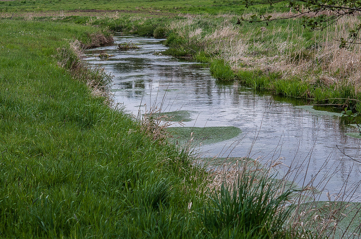 Aue im Frühling.jpg