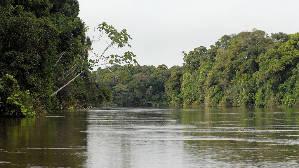 Auf dem Essequibo
Iwokrama Rainforest
4738