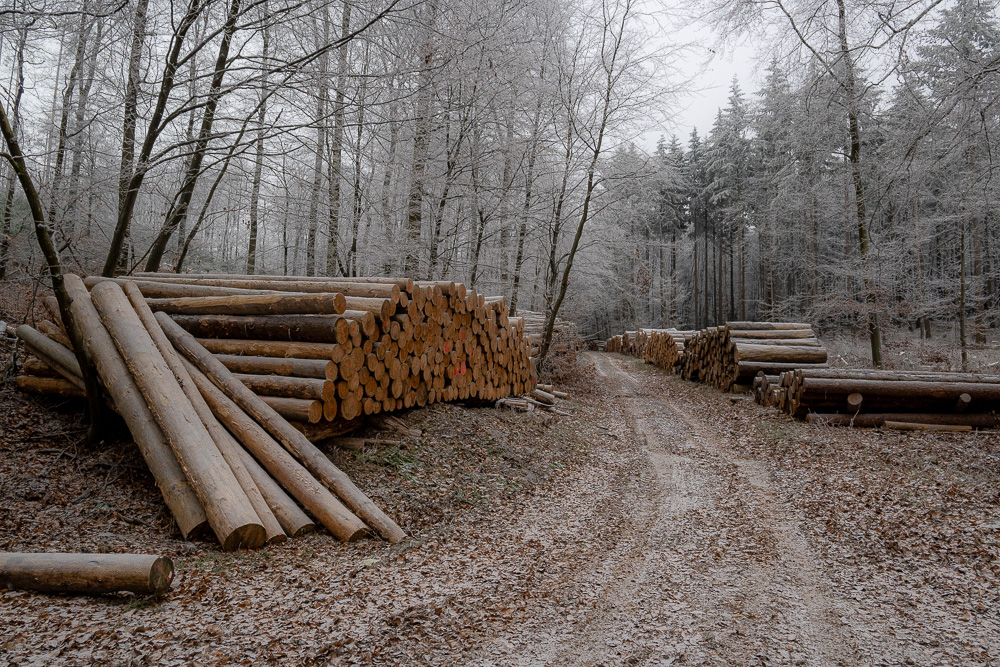 Auf dem Holzweg