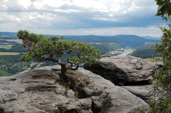 Auf dem Lilienstein