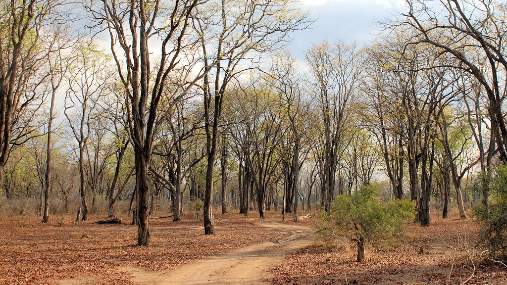 Auf dem Weg vom Nkawli Camp zum Luangwa
3602