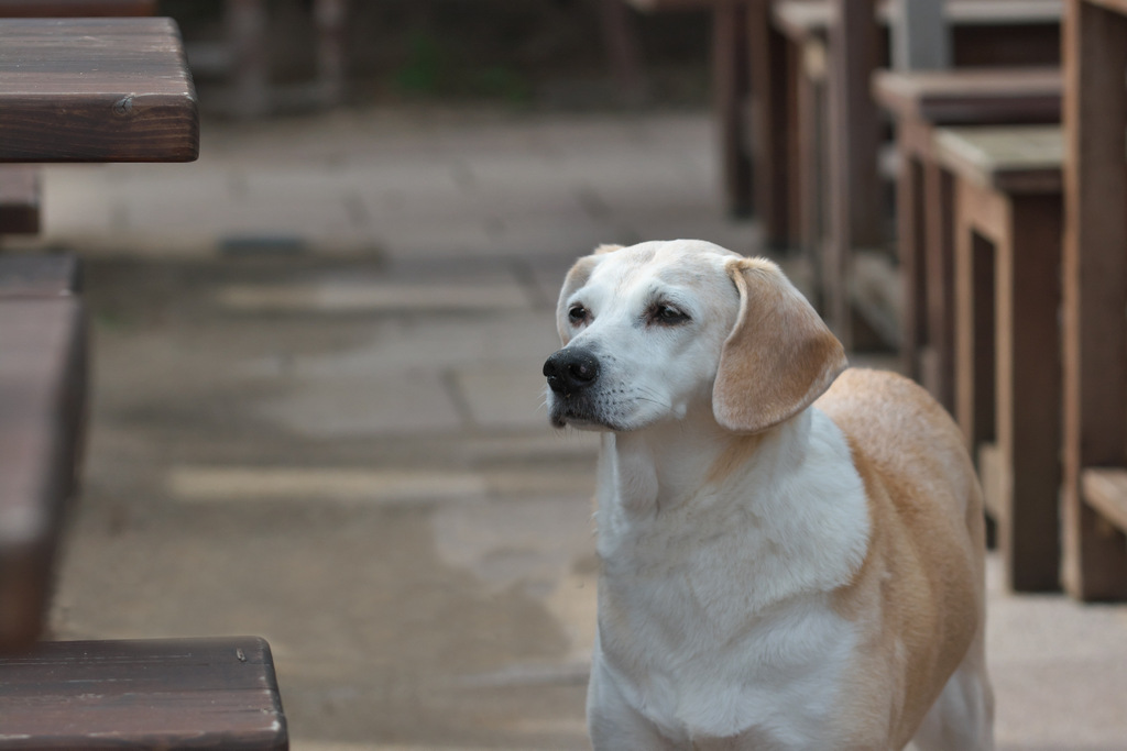 Auf den Tsich gehört der Kuchen, da haben Hunde nichts zu suchen