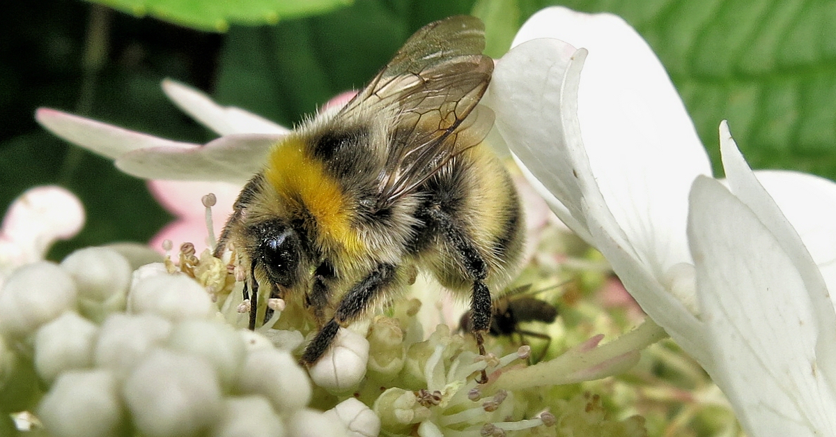Auf der Hortensienblüte.jpg