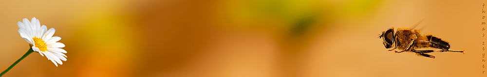 auf der suche