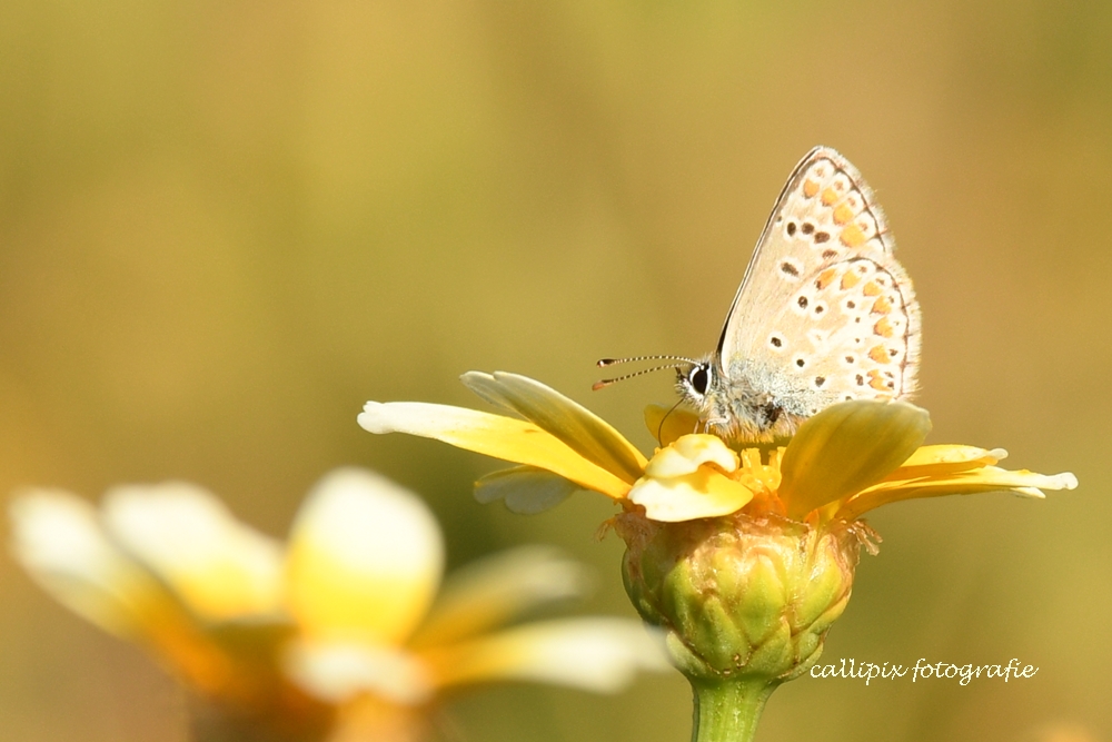 auf der wilden Wiese