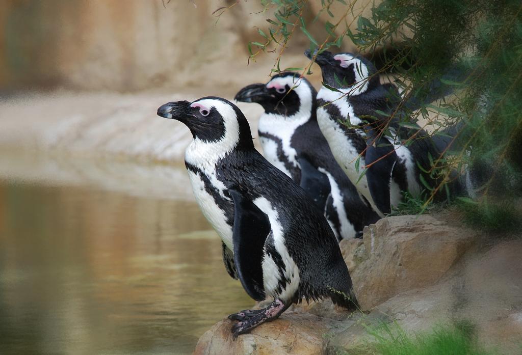 auf die Plätze