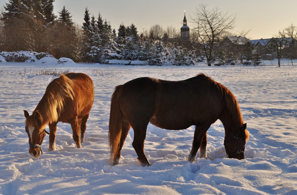 Auf einem Feld in Hohenbocka/Niedrelausitz suchen Pferde nach den letzten Grashalmen im frisch gefallenen Schnee.