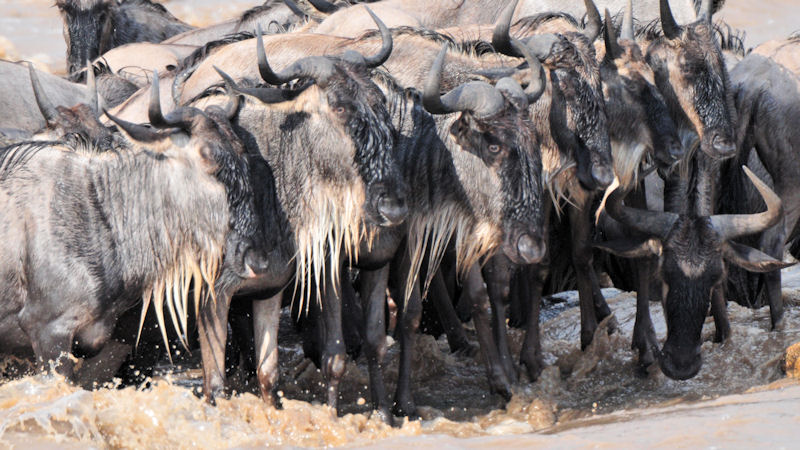 auf einer kleinen Felsinsel im Mara-River
stehen die Gnus dichtgedrängt.
Kein Gnus traut sich ins Wasser
3319