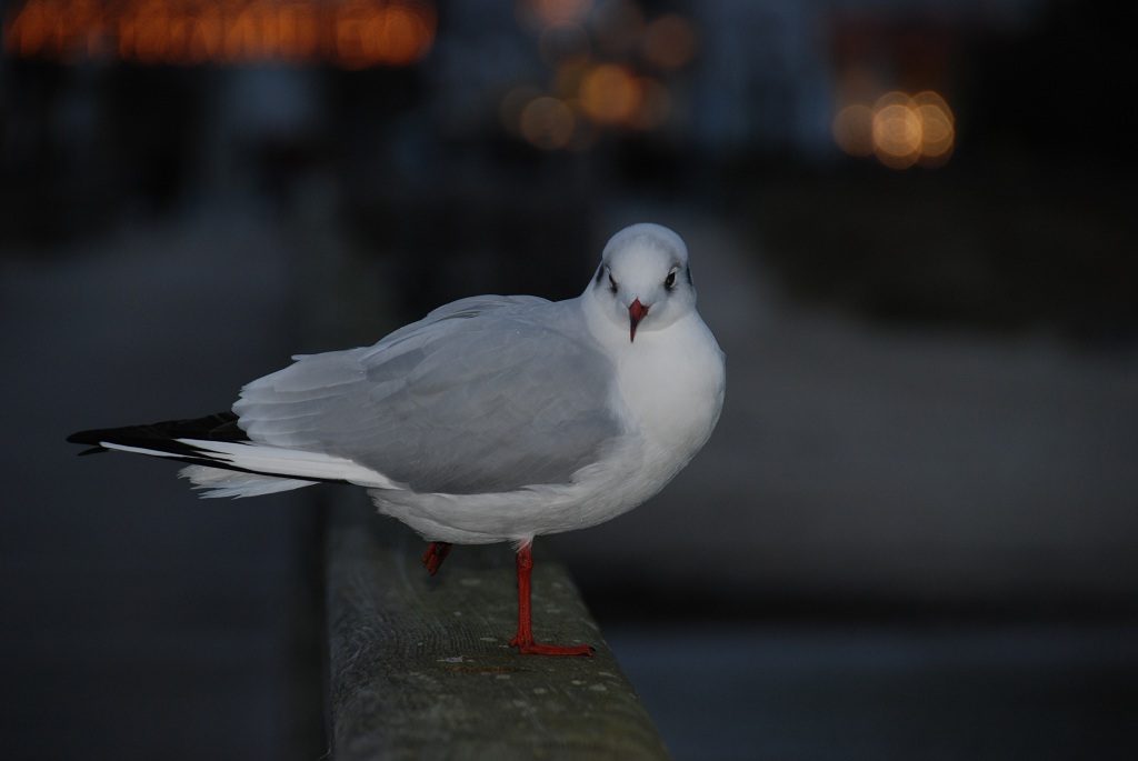 Aufnahme einer Möve in Binz auf Rügen