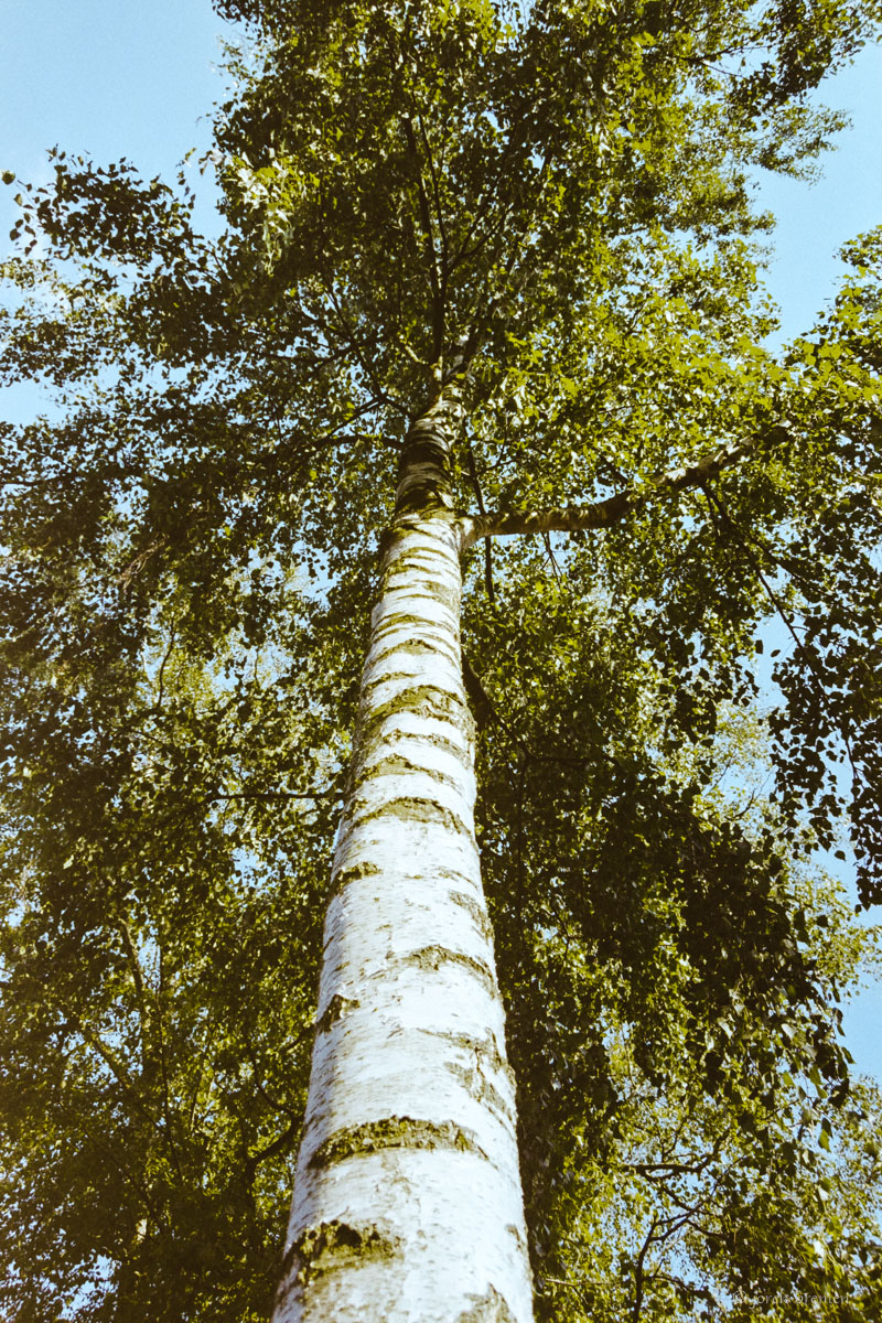 aufstrebender Baum
