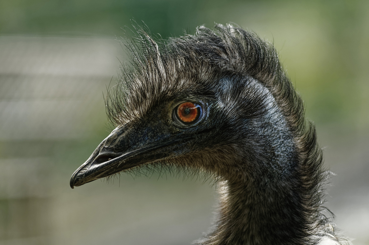 Auge wurde aufgehellt / MHX2538K Dxo+xl