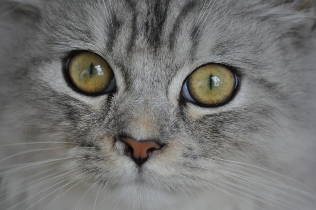 Augen Nico