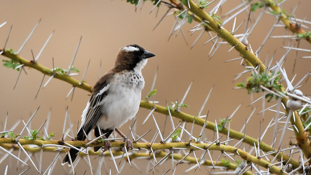 Augenbrauenmahali (White-browed sparrow weaver)
Selous Game Reserve

s1472 Selous White browed SparrowWeaver 9313