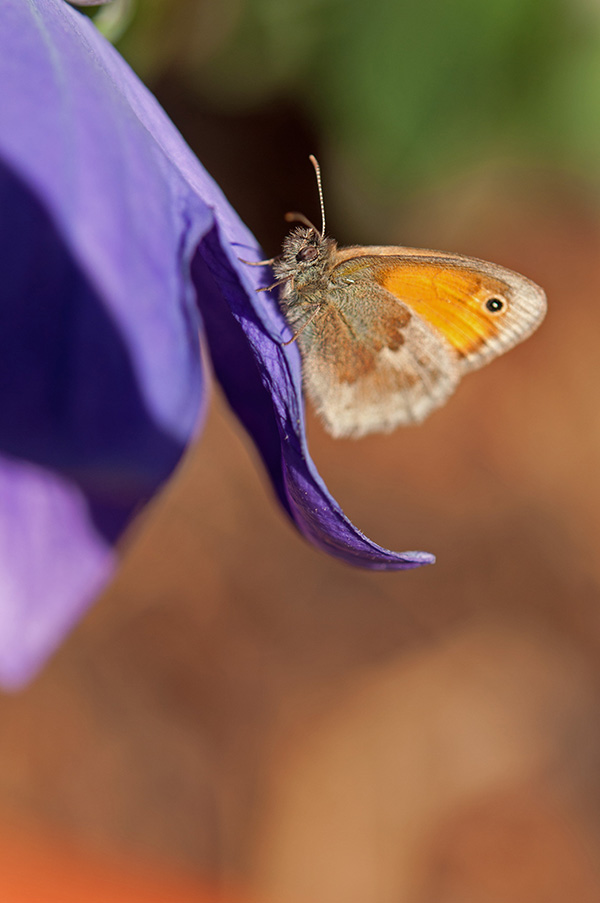 Augenfalter