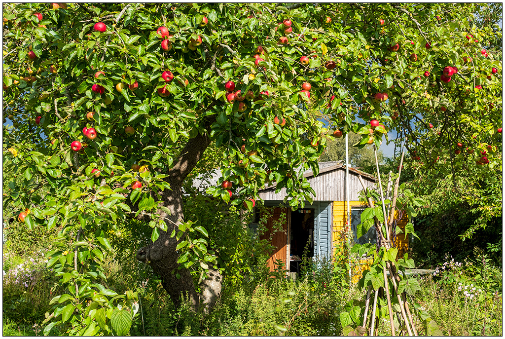 August im Schrebergarten – Apfelbaum und Gartenhütte im Sonnenschein