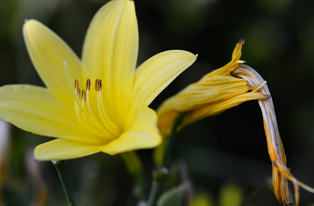 Aus dem Garten