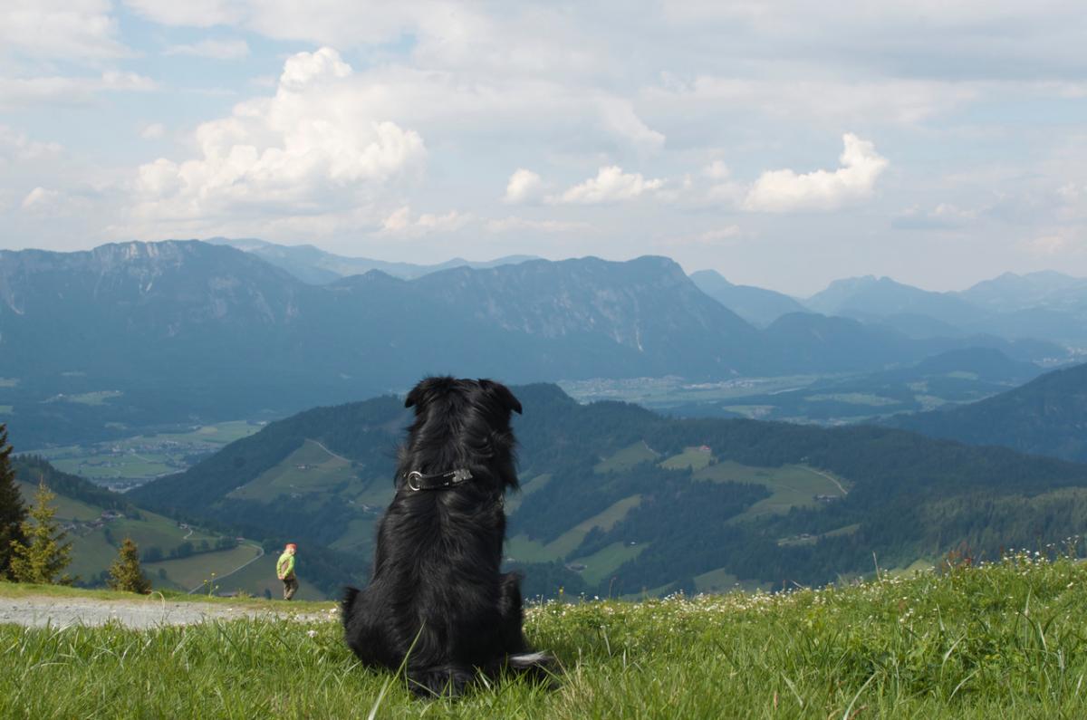 Ausblick mit Hund