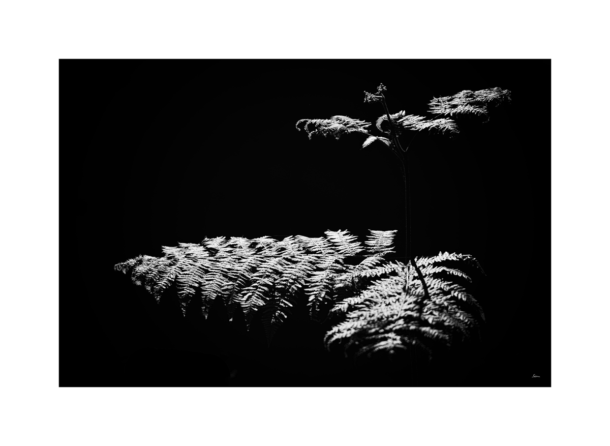 AusklangPZ1 2042