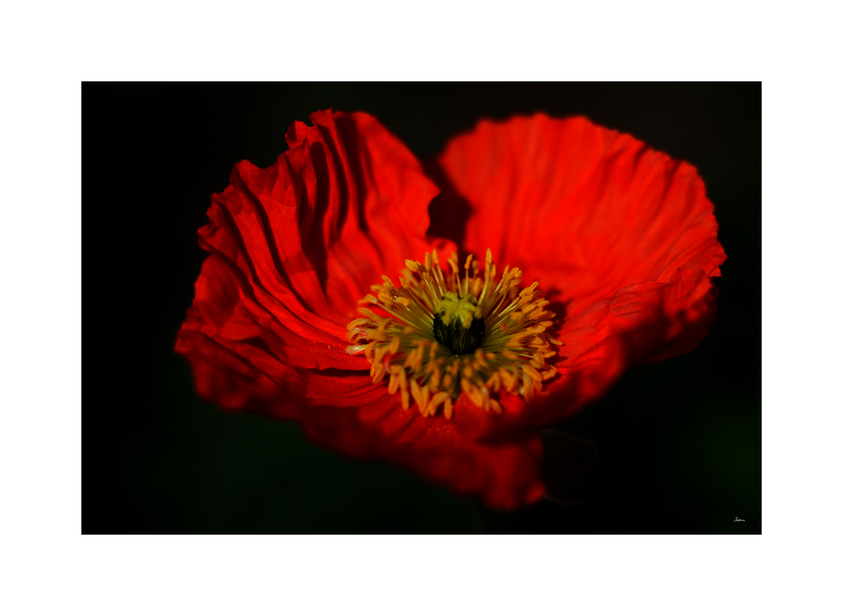 AusPZ1 6062