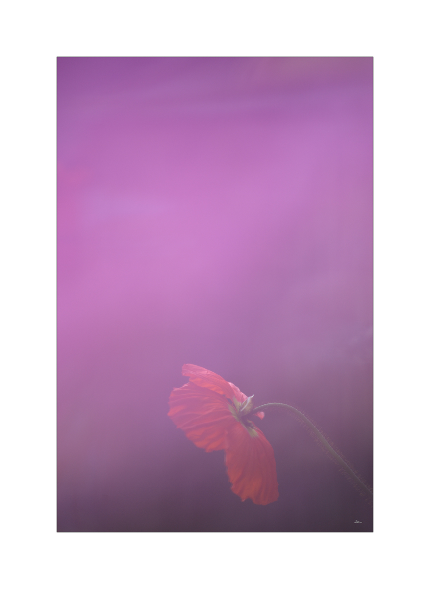 AusPZ1 6080