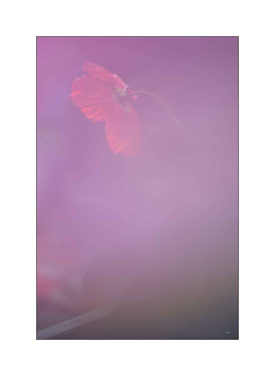 AusPZ1 6081