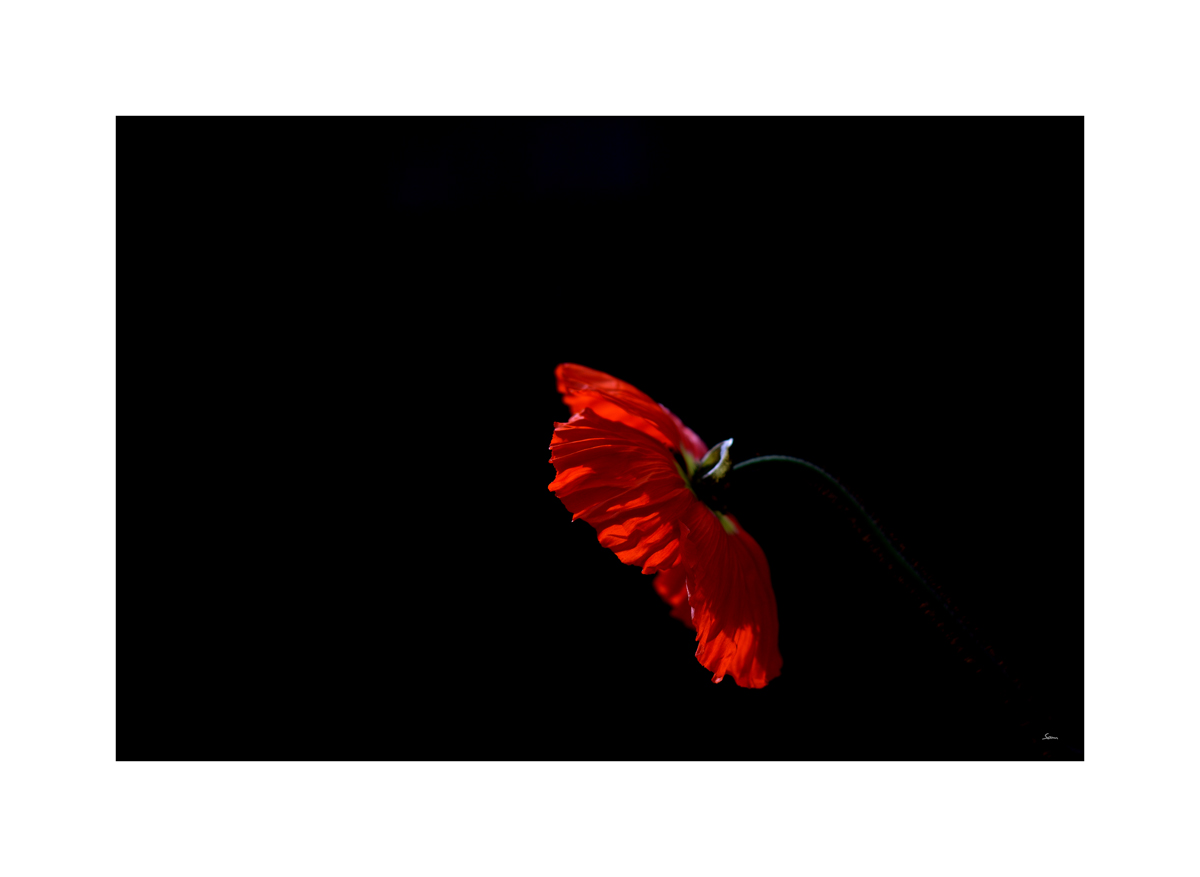 AusPZ1 6082