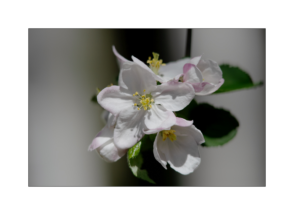 AusPZ1_0421.jpg