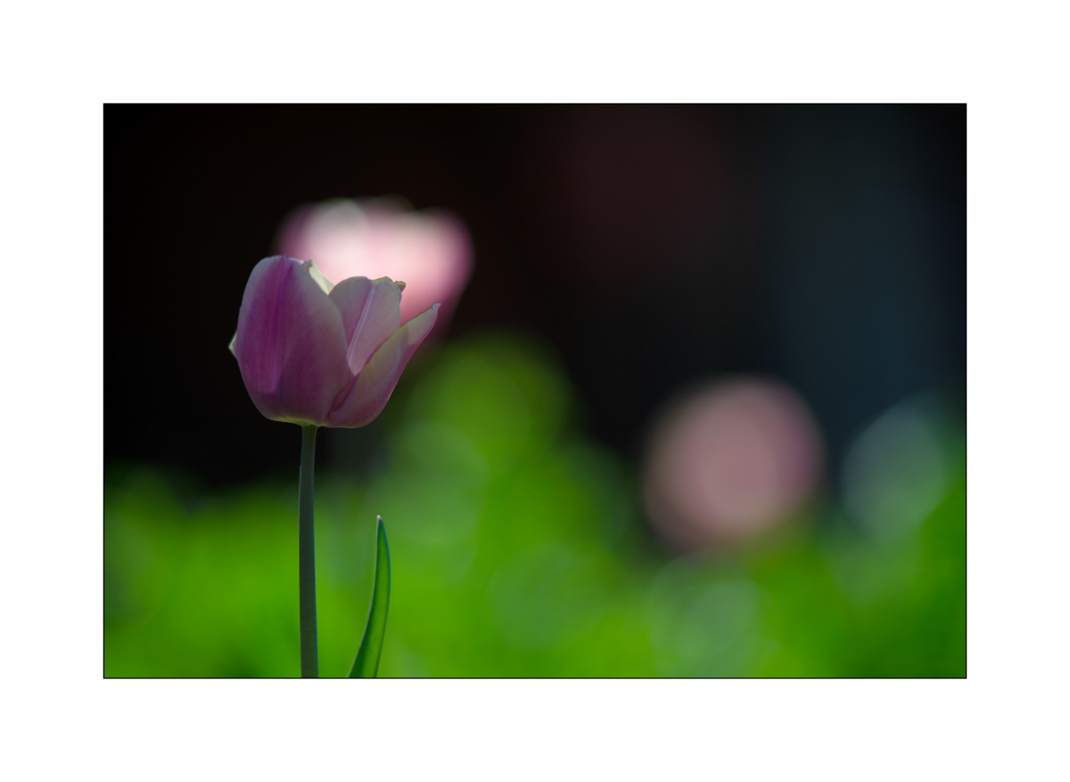 AusPZ1_0425.jpg