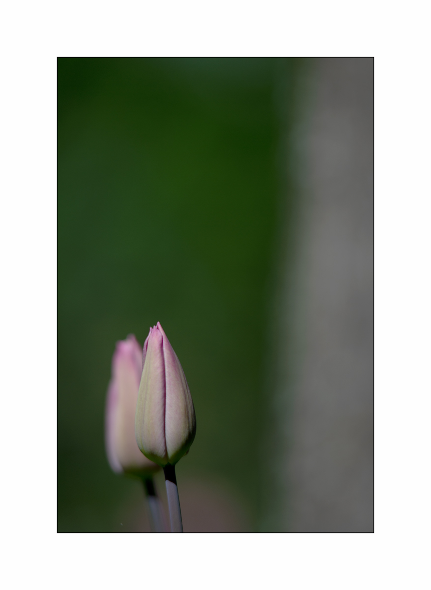AusPZ1_0430.jpg