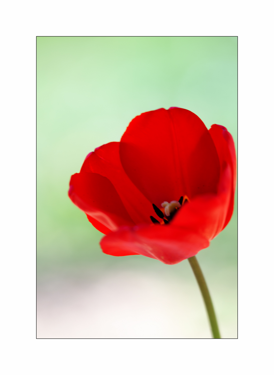 AusPZ1_0433.jpg