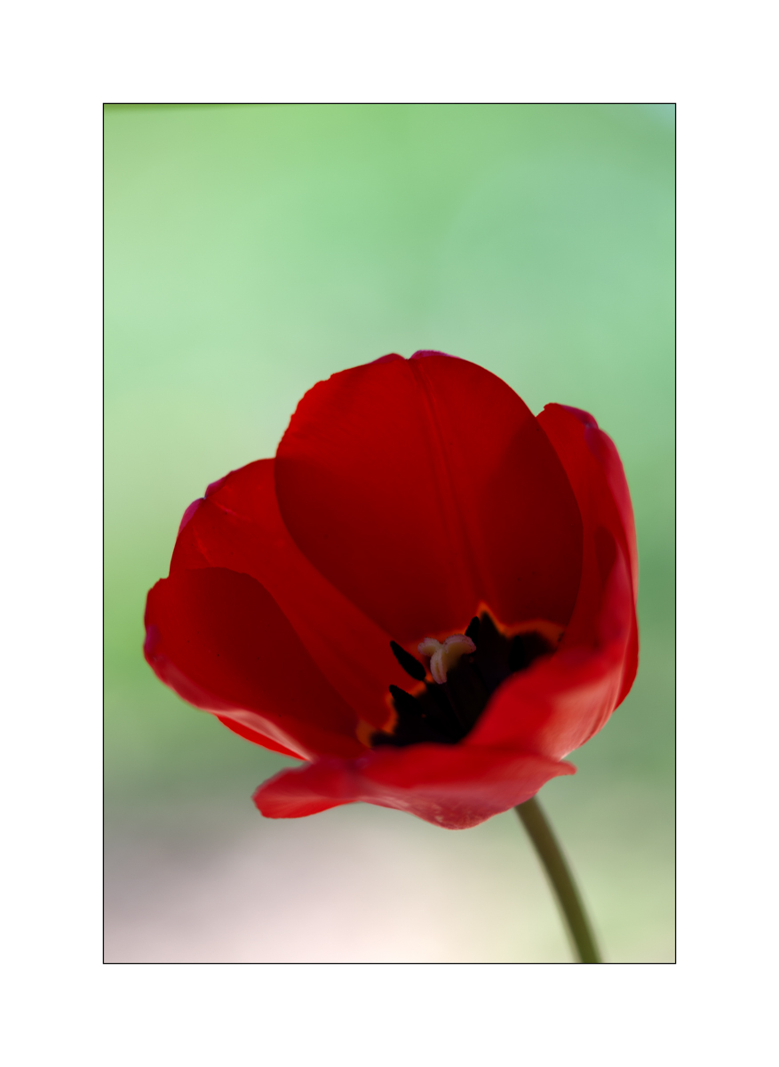 AusPZ1_0434.jpg