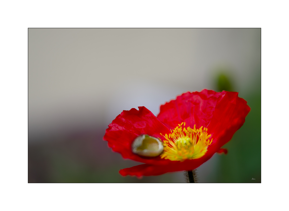 AusPZ1_1131.jpg